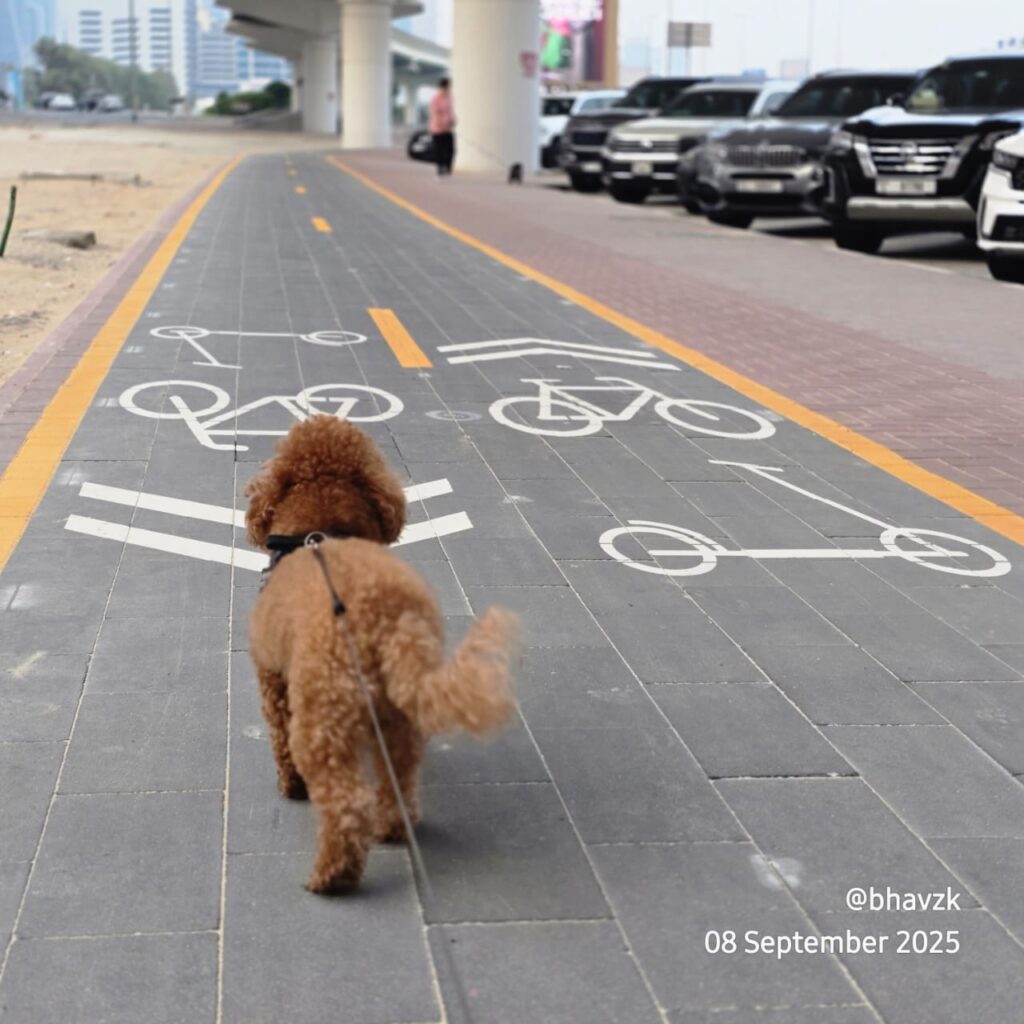 Toy poodle Pluto walking during early morning dog walking in Dubai street routine